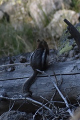 Callospermophilus lateralis