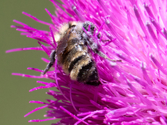 Bombus appositus