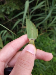 Phragmites australis australis