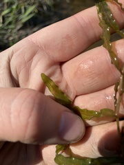 Potamogeton crispus