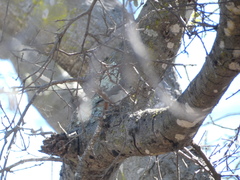 Baeolophus inornatus