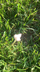 Zephyranthes chlorosolen