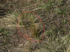 Schoenoplectus americanus