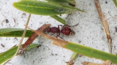 Dasymutilla ursus