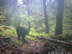 Ursus americanus machetes