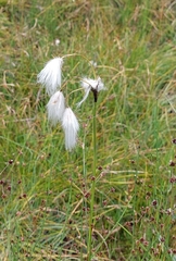 Eriophorum