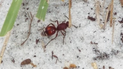 Dasymutilla ursus