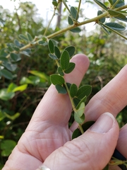 Lespedeza hirta