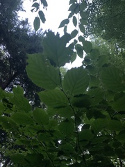 Corylus cornuta