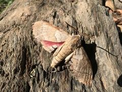 Pachysphinx occidentalis