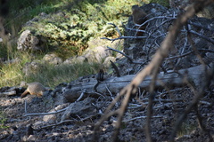 Callospermophilus lateralis