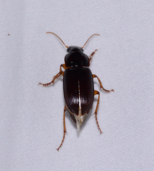 Harpalinae