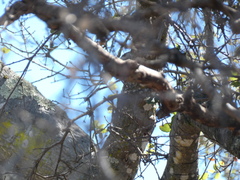 Baeolophus inornatus