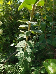Lespedeza hirta