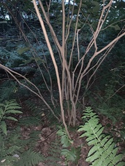 Corylus cornuta