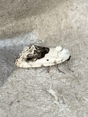 Ponometia erastrioides