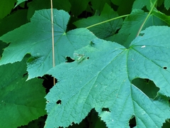 Symphyta