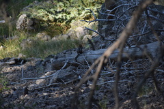 Callospermophilus lateralis