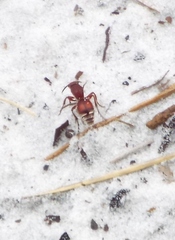 Dasymutilla ursus