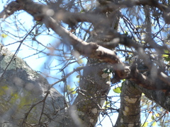 Baeolophus inornatus