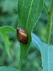Succineidae