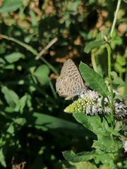 Leptotes pirithous