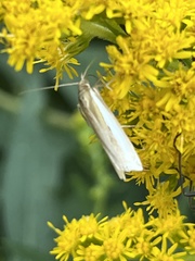 Crambus