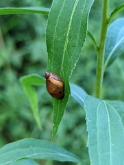 Succineidae