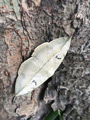 Hypopyra vespertilio