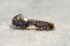 Monopis spilotella