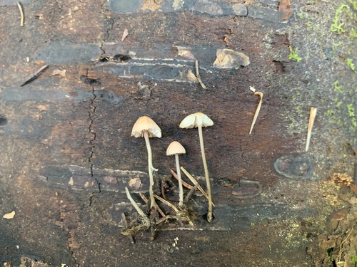 Mycena rosella image