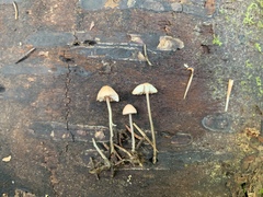 Media resource of Mycena rosella