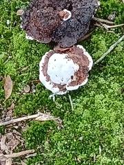 Abortiporus biennis