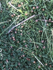 Trifolium fragiferum