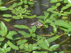 Nerodia rhombifer