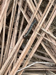 Phryganidia californica