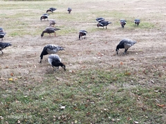 Branta leucopsis