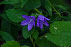 Campanula rapunculoides