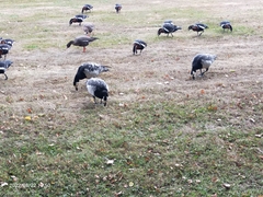 Branta leucopsis