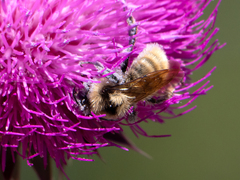 Bombus appositus