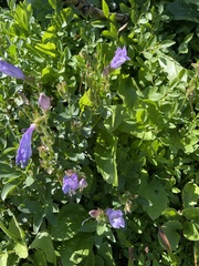 Penstemon ellipticus