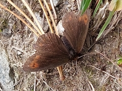 Erebia pronoe