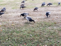 Branta leucopsis