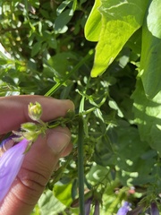 Penstemon ellipticus