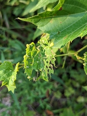 Daktulosphaira vitifoliae