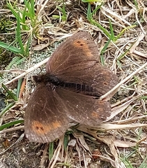 Erebia pronoe