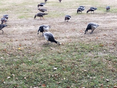Branta leucopsis