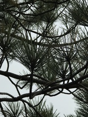 Pinus