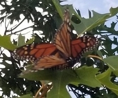 Danaus plexippus