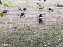 Branta leucopsis